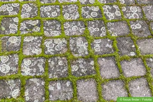 Champignon blanc sur les pavés