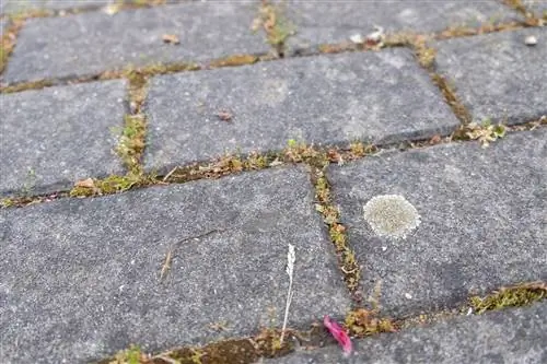 Hvid svamp på belægningssten: hvad skal man gøre?