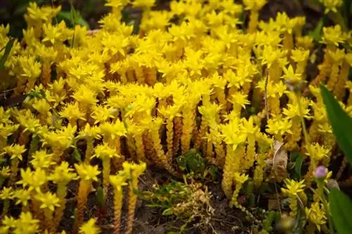 Sedum caldo (Sedum acre)