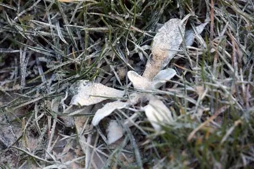 Pupuk rumput di musim panas