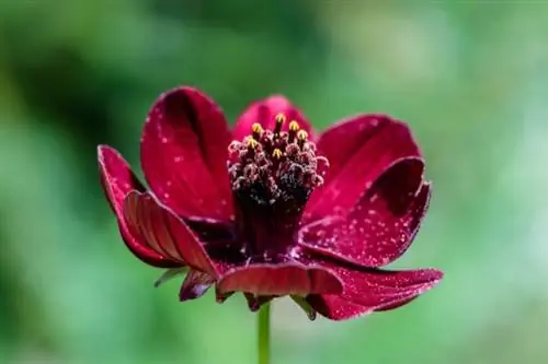 Cosmée au chocolat (Cosmea atrosanguineus)