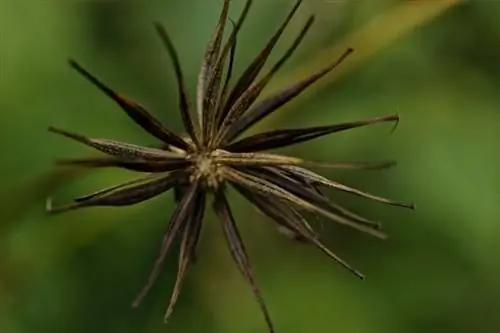 Cosmnea frø, tørrede blomster