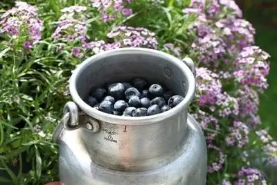 Rezanje borovnica - detaljne upute