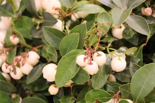 Mockberry – Gaultheria