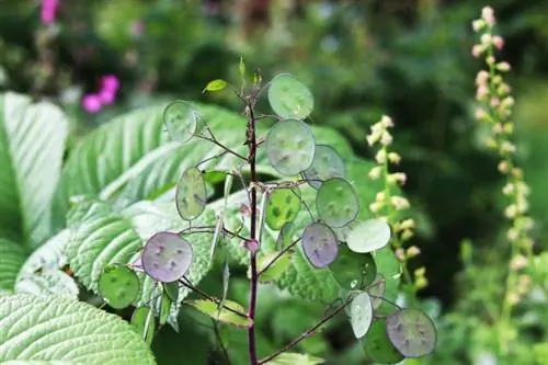 Silver nplooj - Lunaria annua