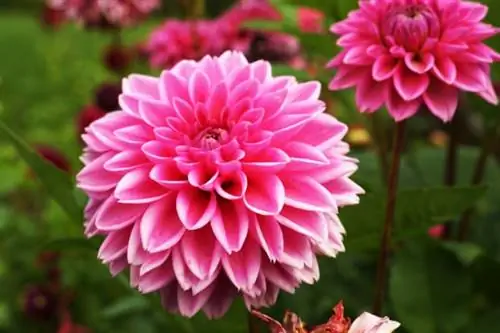 Dahlias - Dahlias