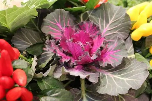 Ornamental cabbage - Brassica oleracea