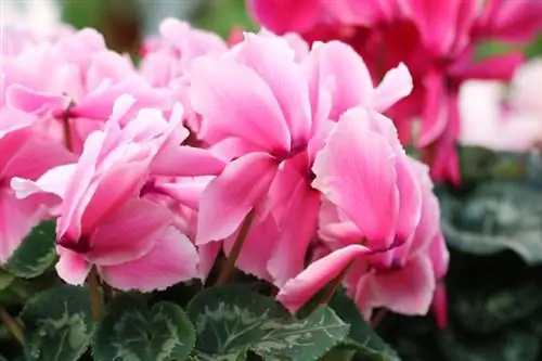 Cyclamen - Cyclamen