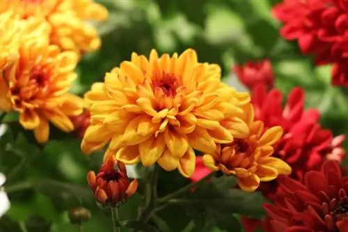 Chrysanthemum - Chrysanthemum