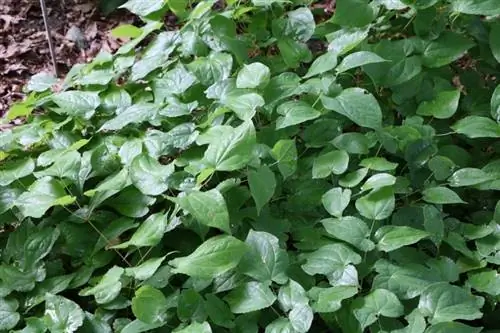 Keijukukka - Epimedium