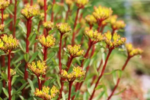 Tanaman Batu - Sedum