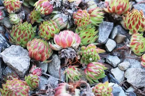 Netřesk domácí - Sempervivum