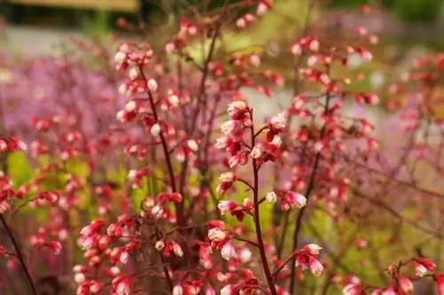 Këmbanat e purpurta - Heuchera