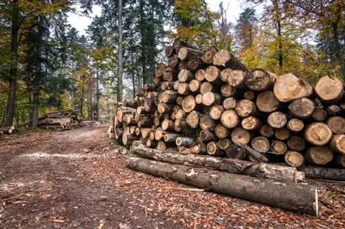 Vers gesneden hout