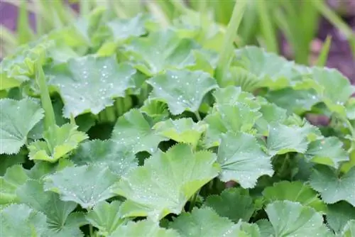 Lady's Mantle - Alchemilla