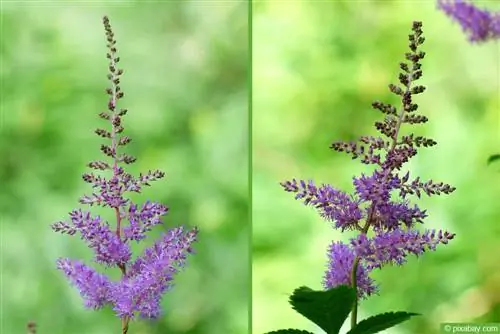 Astilbe yog qhov chaw