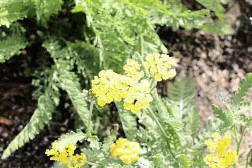 Zlatý snop - Achillea filipendulina