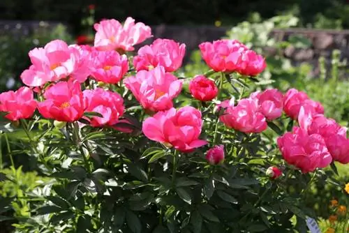 Peony (Paeonia lactiflora)