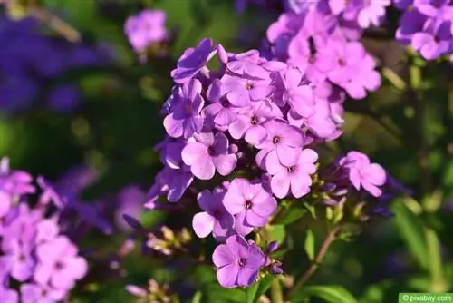 የነበልባል አበባ - Phlox paniculata