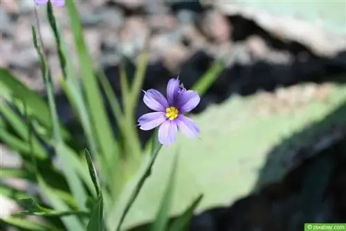 ब्लू रश लिली (सिसिरिनचियम एंगुस्टिफोलियम)