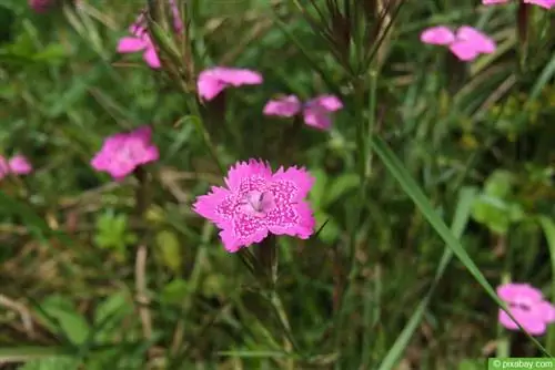 Rooiheide-angelier (Dianthus deltoides)