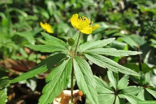 Сары анемон (Anemone ranunculoides)