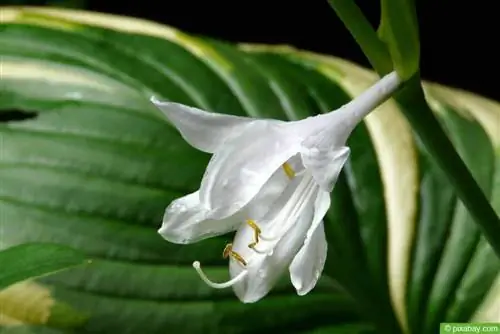 Hosta parfumée (Hosta plantaginea)