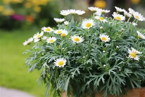 Маргаритки - Leucanthemum