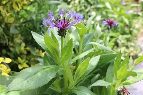 Kalnu vīgrieze (Centaurea montana)