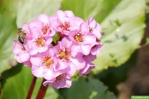 Баданка алтайская (Bergenia cordifolia)