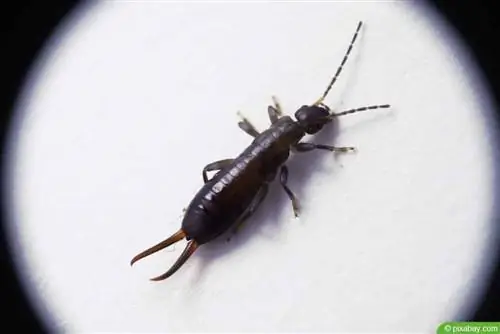 گوش شکن - Earwig