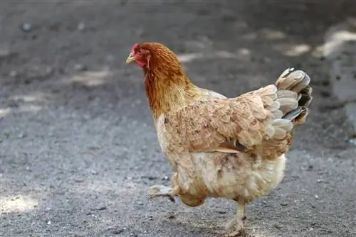 Ayam melawan lalat ceri