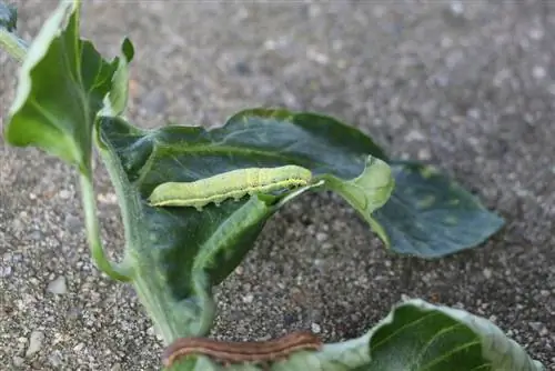 Fighting caterpillars - remedies against severe infestations