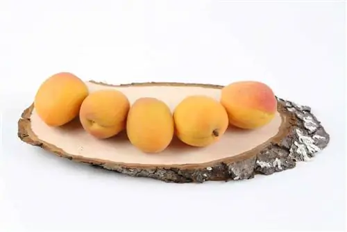 Apricot - Apricot - Prunus armeniaca