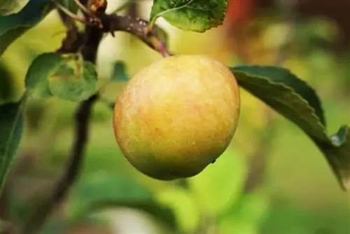 Fruitbomen planten: 42 geschikte groene/bloeiende planten