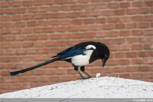 Permanently scare away magpies