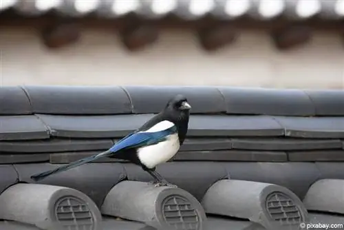 Drive away magpies effectively - this is how you drive away the birds permanently