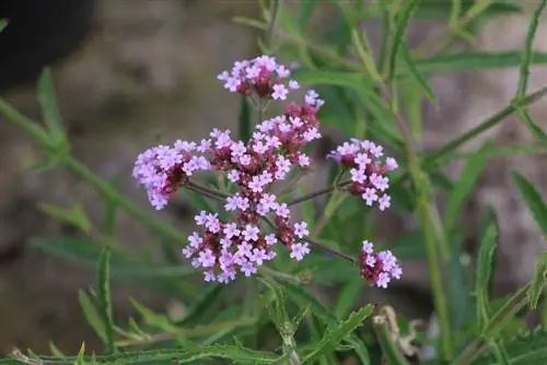 Вербена - Verbena bonariensis