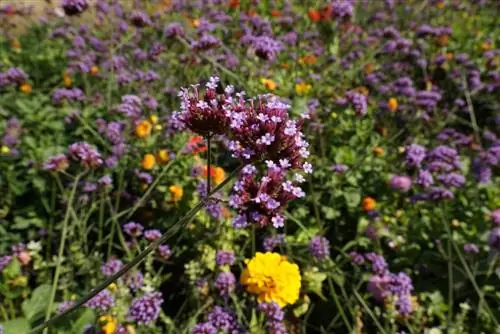 Вербена - Verbena bonariensis