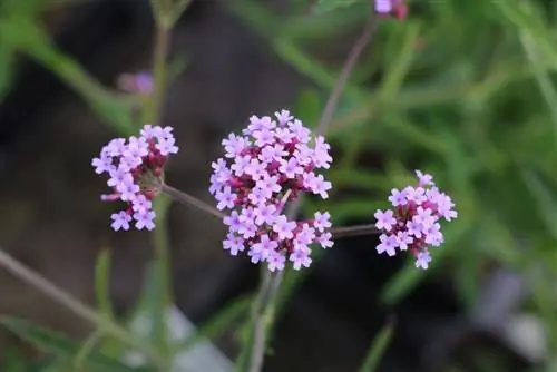 Verbena-versorging en -oes - Eienskappe