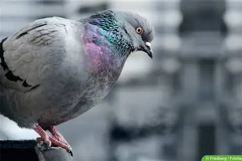 Bird repellent: with these means you can drive birds away from the balcony