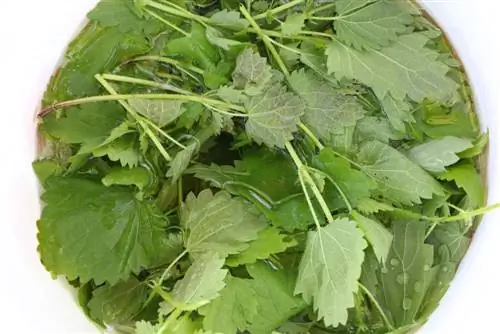 Nettle decoction