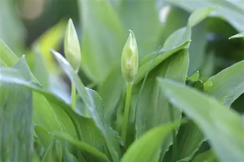 Yovvoyi sarimsoq - Allium ursinum