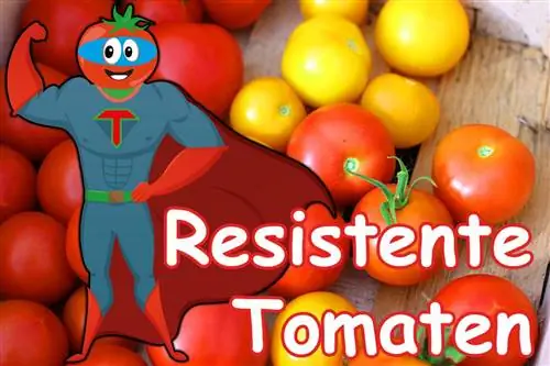 11 resistenta tomatsorter trotsar regn & sjukdomar