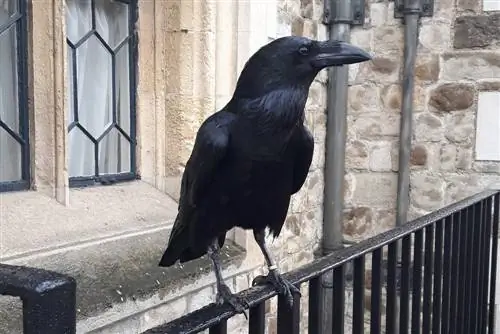 Drive away crows: 11 tips to help scare away ravens