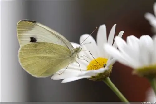 Combatendo a borboleta branca do repolho: o que fazer? 7 remédios caseiros para lagartas de repolho