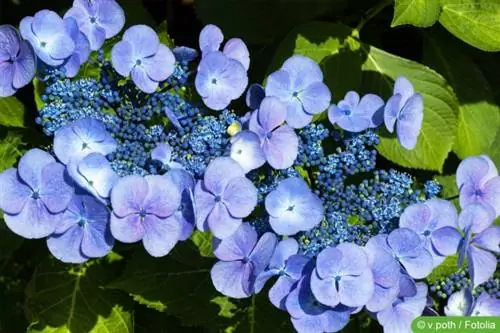 Hortensia cu flori albastre