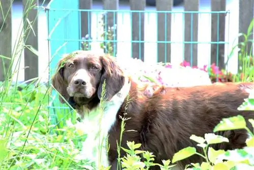 kızgınlık dönemindeki dişi köpek