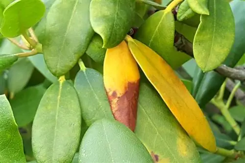 Rhododendron se posuši