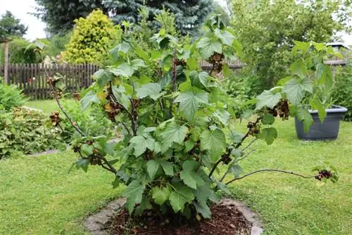 Proteger las grosellas negras (Ribes nigrum) de los pulgones